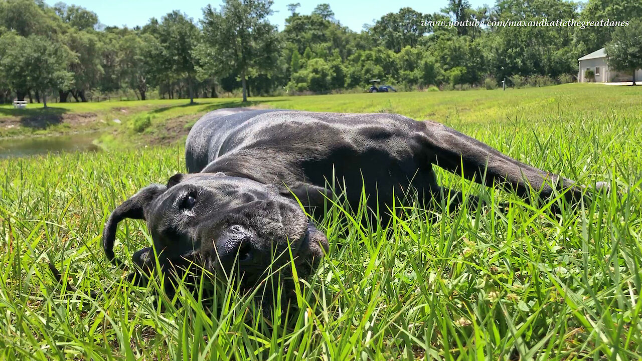 Happy Great Danes Loves Relaxing And Rolling In The Grass