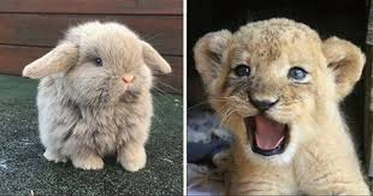 Cute Animal Video Compilation | Cute and Funny animals moments #2