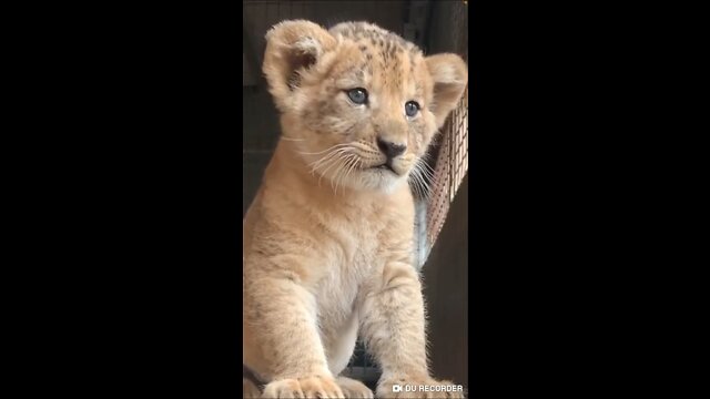 Tiger baby calf