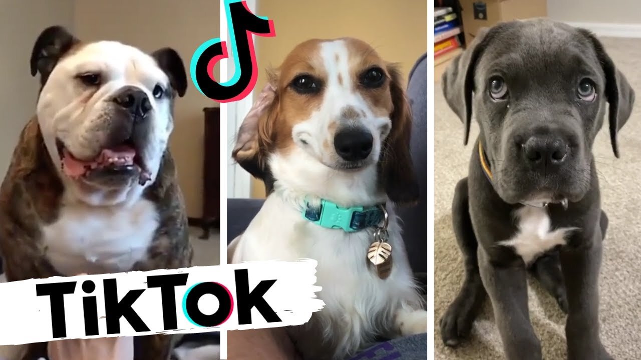 Funny and Cute Tiktok Dog compilation (Try Not To Laugh Impossible)