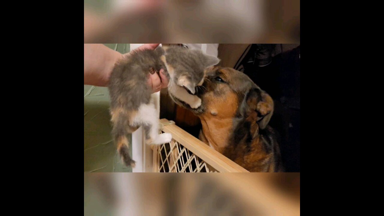 Dog And Her Adopted Kitten Have The Sweetest Goodnights