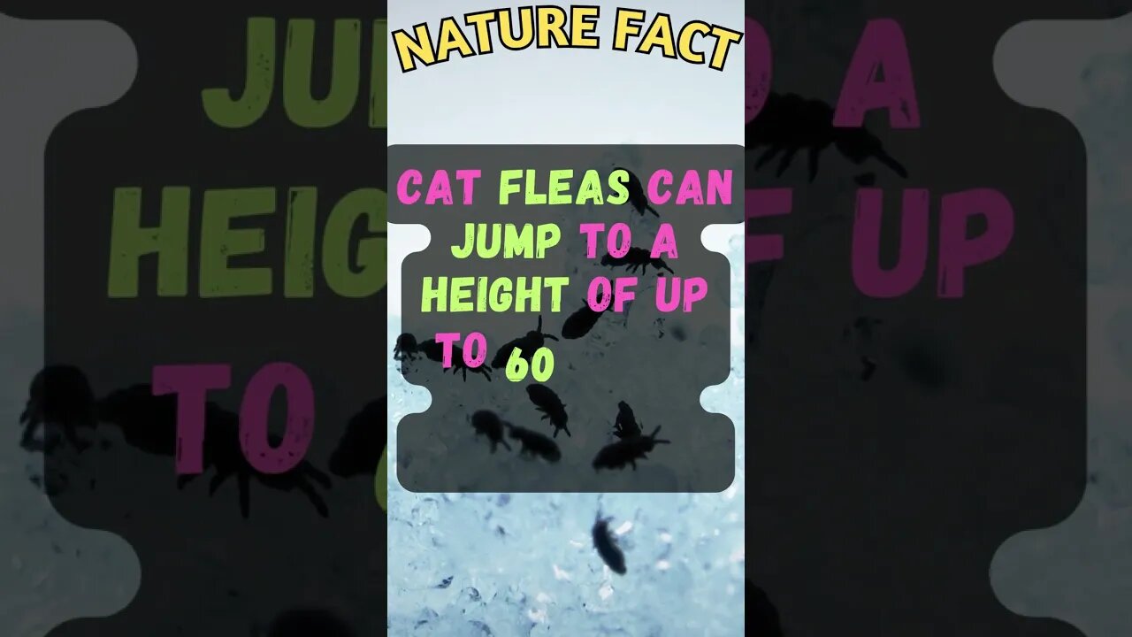 🐈😿Discover Fascinating Nature Facts👀 #shorts #shortsfact #naturefacts #cat #catfacts #flea #catfact