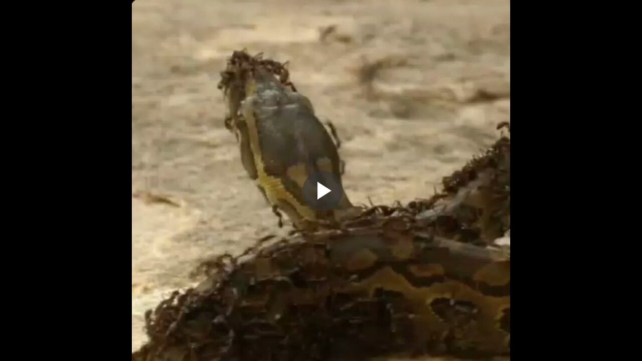 Snake invades ant territory and gets pulverized! Nature tells us