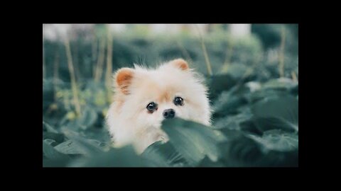 cute puppies dogs funny videos 😍 funny dog videos try not to laugh