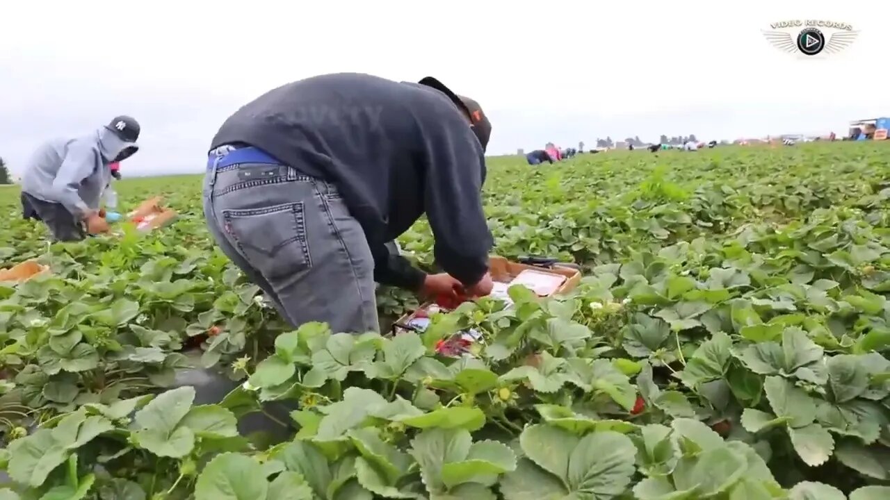 How To Produce Billions Of Strawberries In California