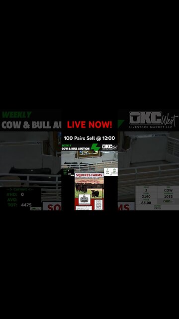 OKC West is Live! #livestock #feedercattle #livestockauction