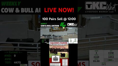 OKC West is Live! #livestock #feedercattle #livestockauction