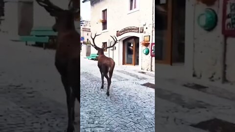 deer walking like model😍