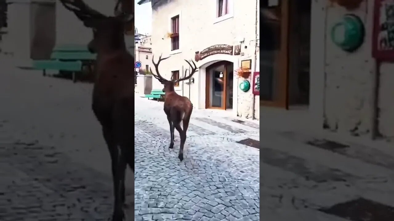 deer walking like model😍