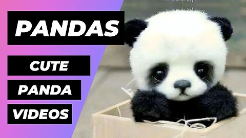 The Cutest Baby Pandas In The World 🔴 1 Minute Animals