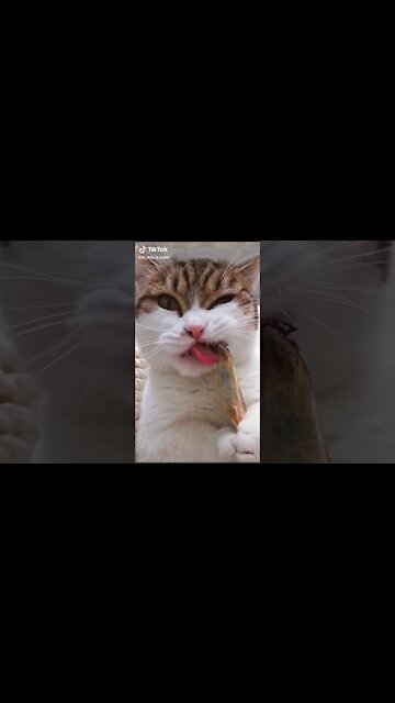 Lovely Cat, black cat, cats, funny cats, funny cat videos 1568