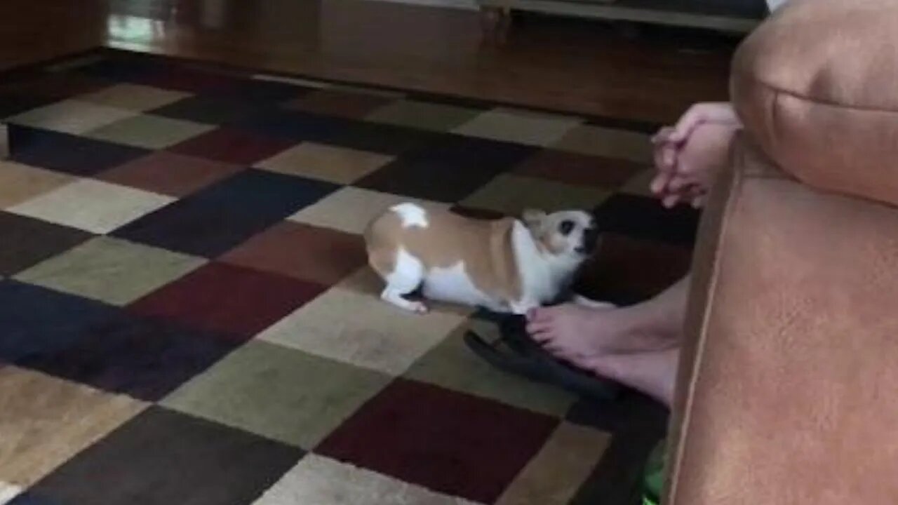 Cute Little Dog Born Without a Tail likes to Argue...