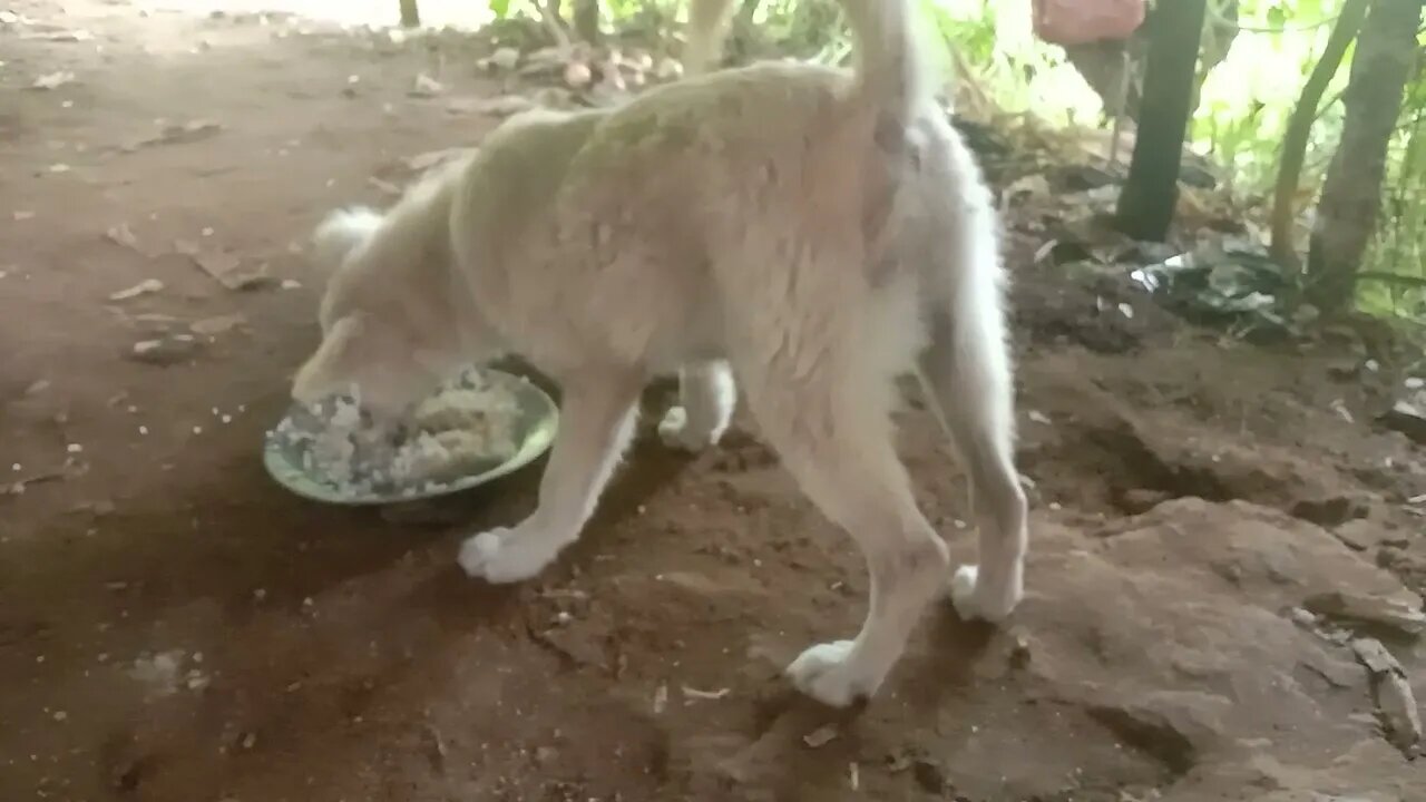 ngasih Makan Anjing, Jauh jauh lah penyakit sama mu ya..