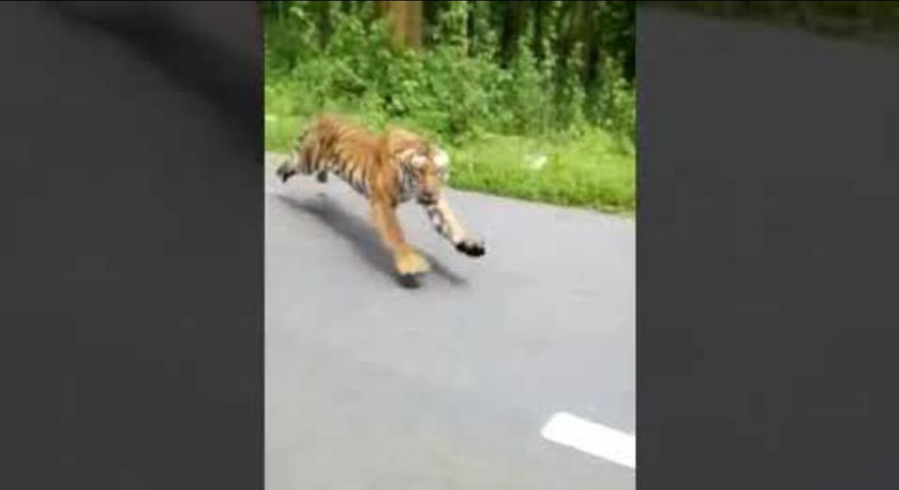 Hungry tiger attacks a motorbike.