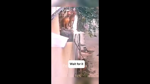 Pets hilarious videos