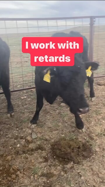 Cow problems