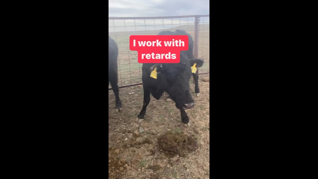 Cow problems