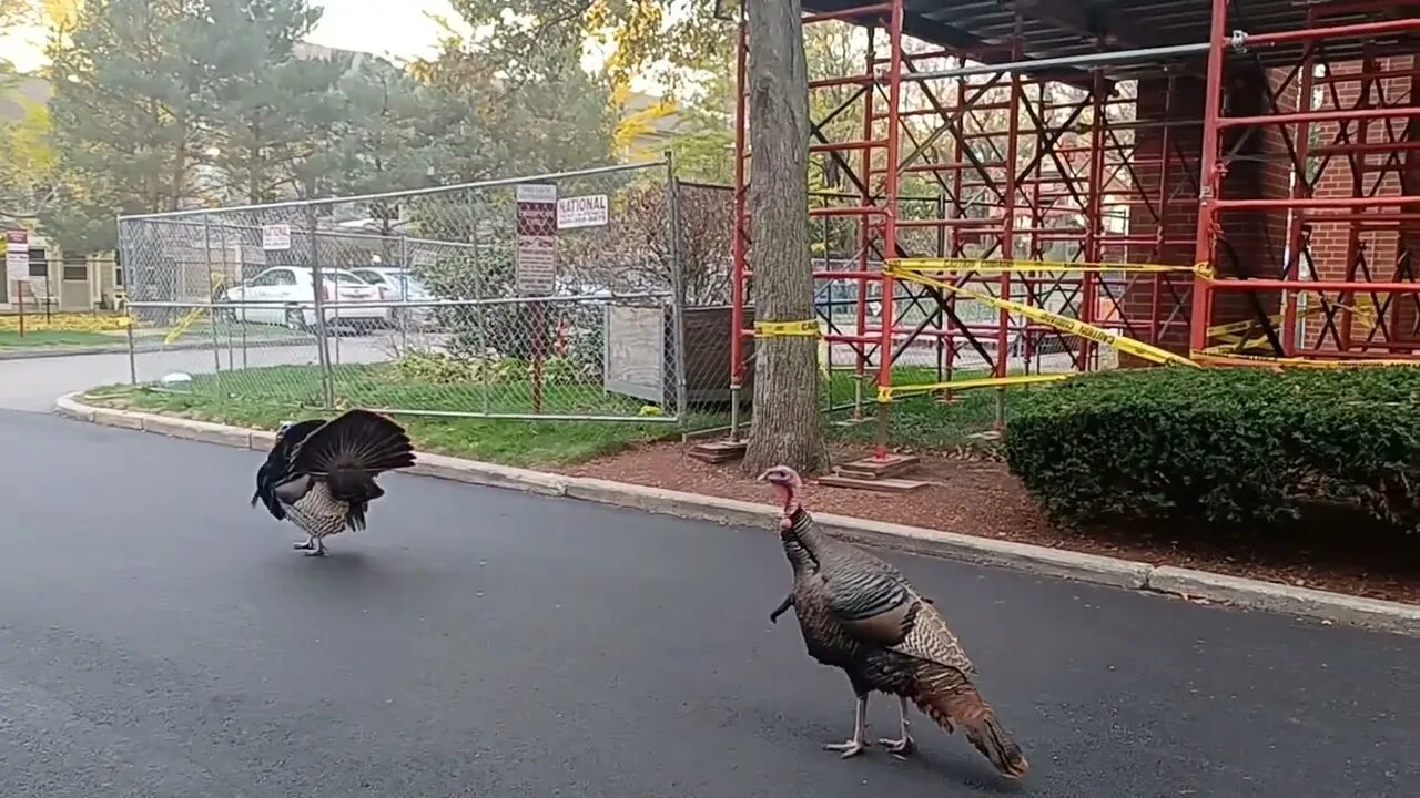 turkey family walking in the streets of Roxbury