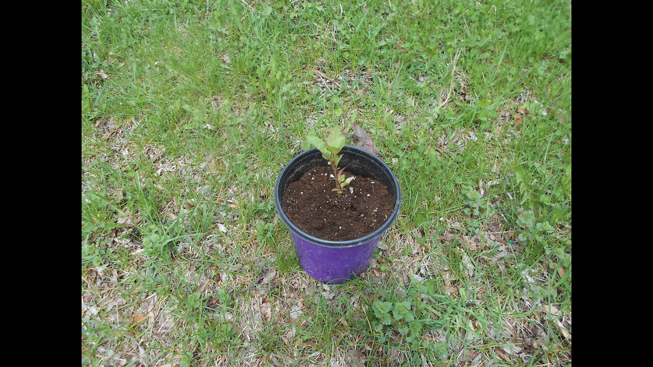 Sweet Melody Antonovka Apple Tree May 2022