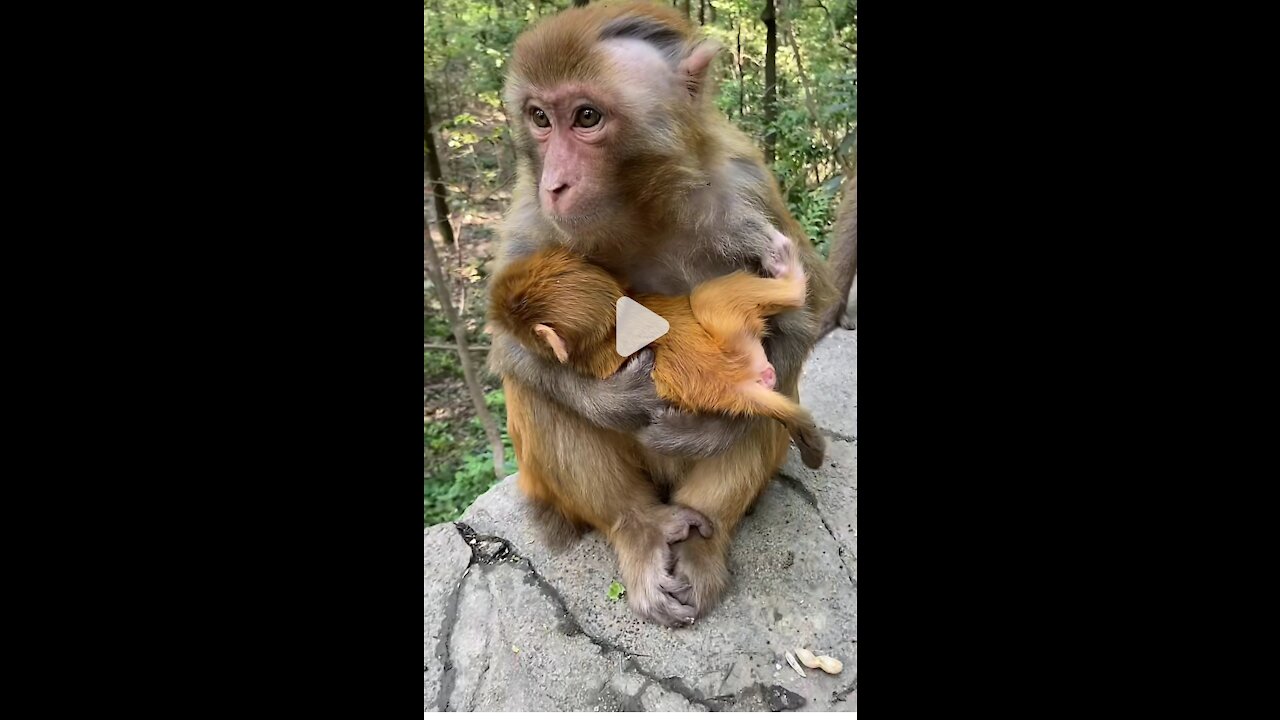 Monkey funny video B