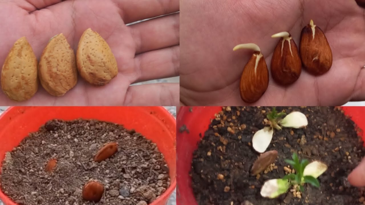 Growing almonds, all stages of growing and planting almonds at home