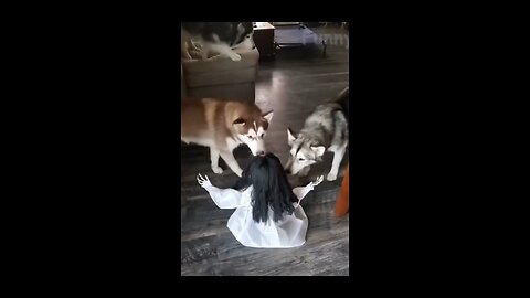 Cat and Dog’s Daily Adeventures