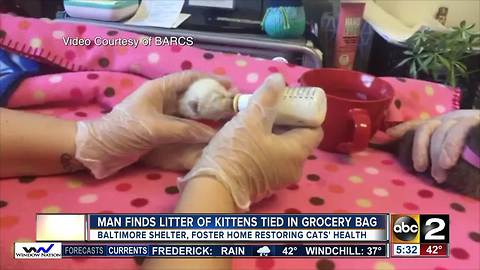 Kittens tied up in plastic bag, dumped in southeast Baltimore