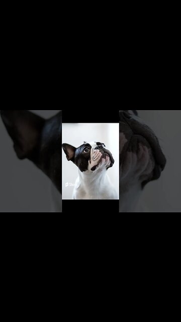 Ten the Most popular Dog breeds#shorts