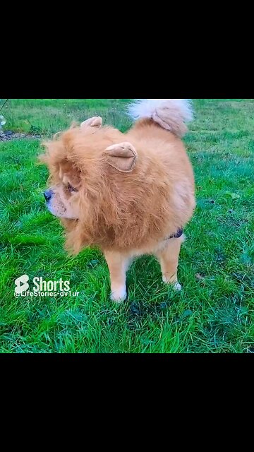 Jack the lion dog #cute #chowchow #shorts #petcostumes #pethalloween #doglover