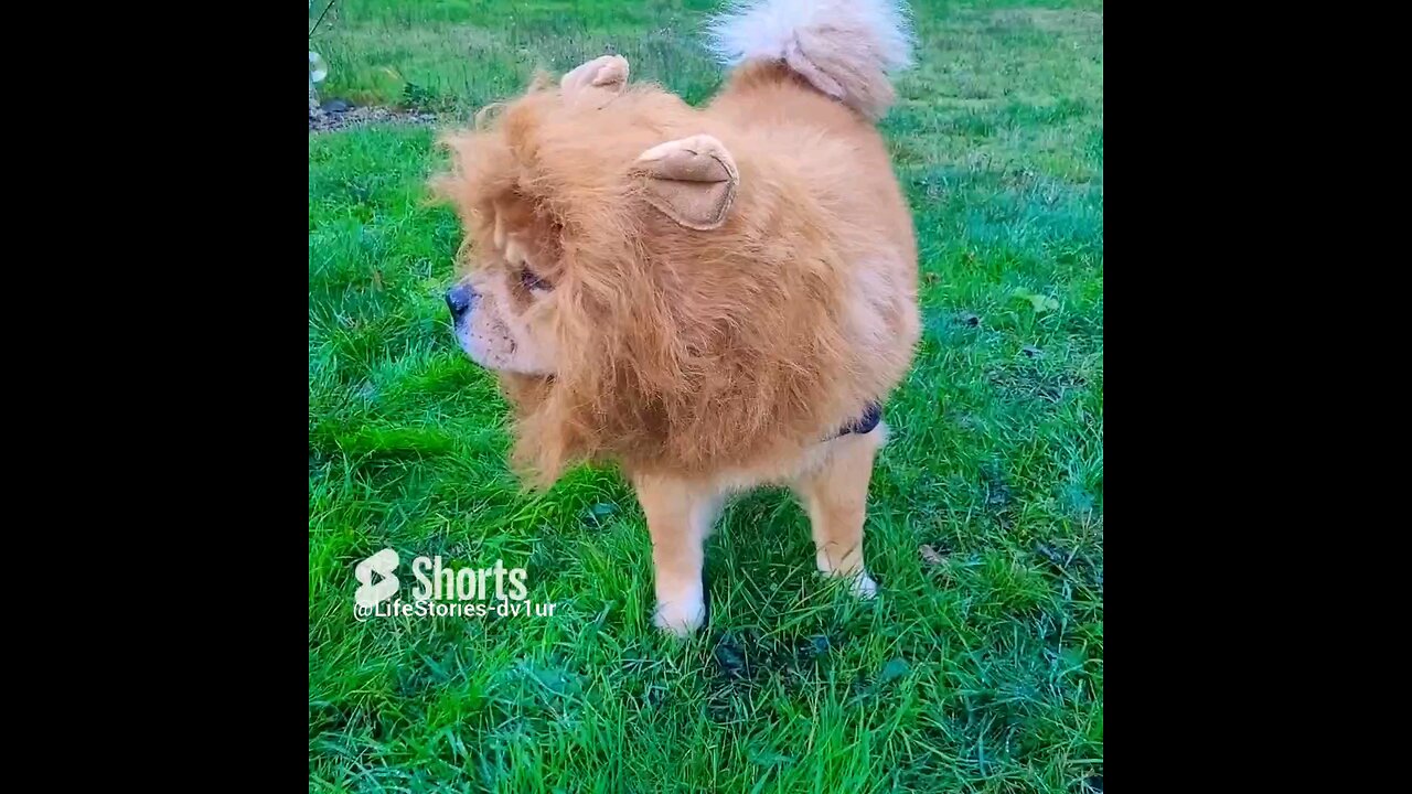 Jack the lion dog #cute #chowchow #shorts #petcostumes #pethalloween #doglover