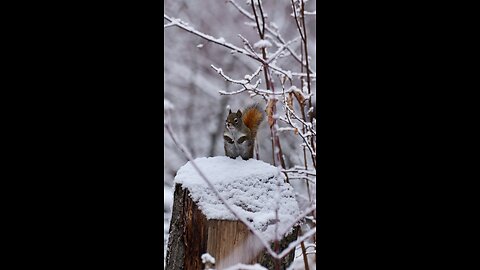 Snapping pic of Squirrel