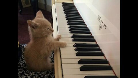 The cat is playing the piano and executing some unusual steps.