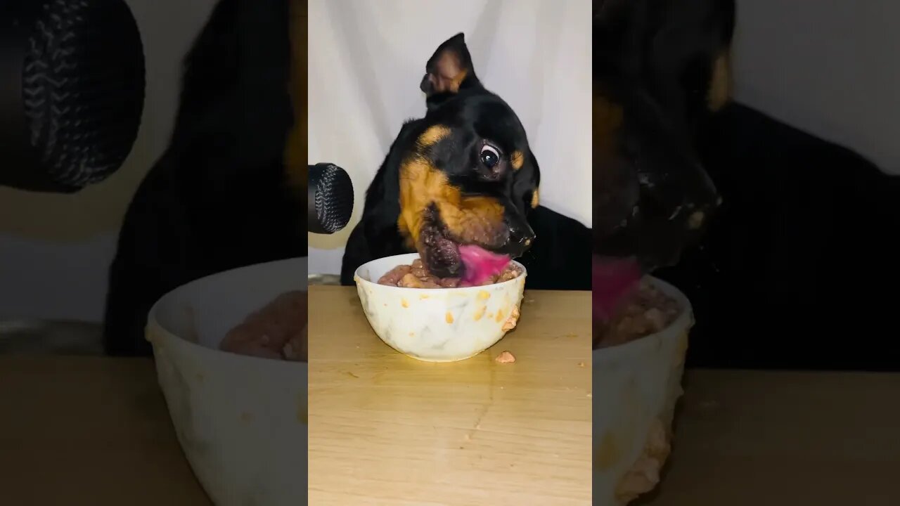 VIRAL PUPPY ASMR #shorts #short #asmr #viral #like