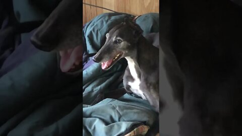 Chatting with my greyhound