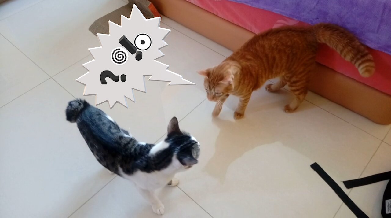 Cat meet each other for the first time