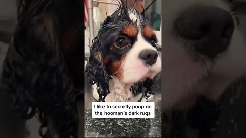 “I like to poop on my hoo-man’s nice rug!?!