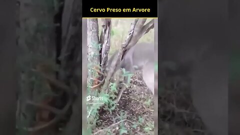 Misterio do Cervo Preso Em Uma Árvore #shorts