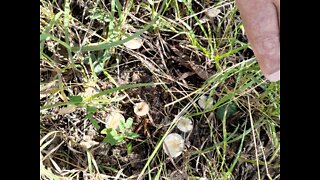 Field research Panaeolus cyanescens