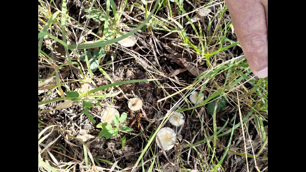 Field research Panaeolus cyanescens