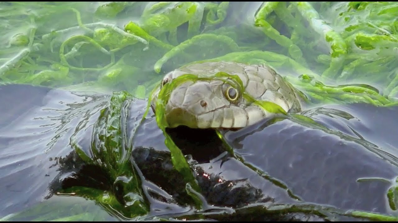 Dice snake (Natrix tessellata)