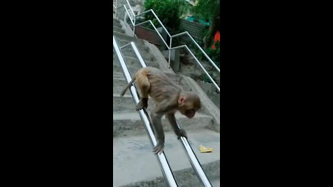 Funny monkey sliding video || funny monkey video