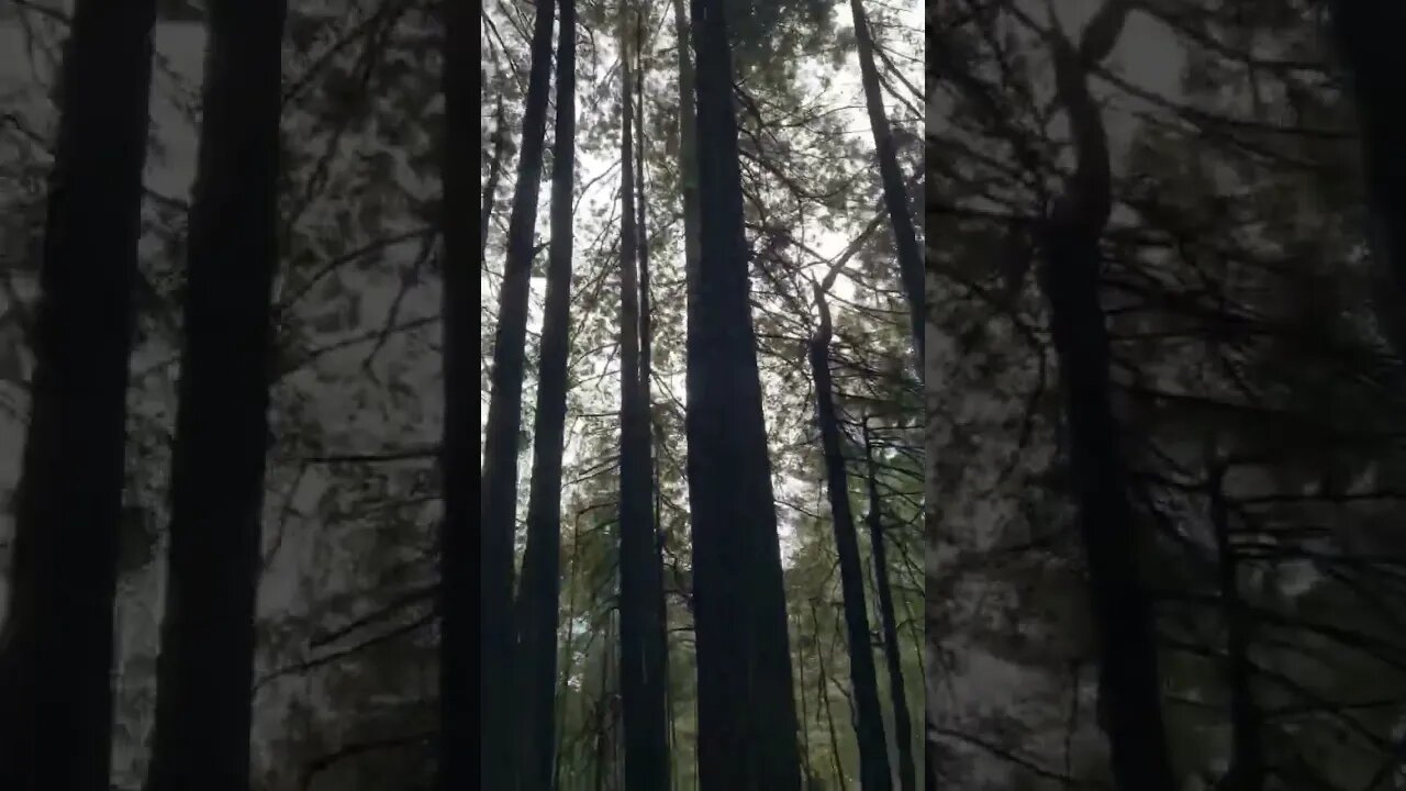 California Coastal Forest