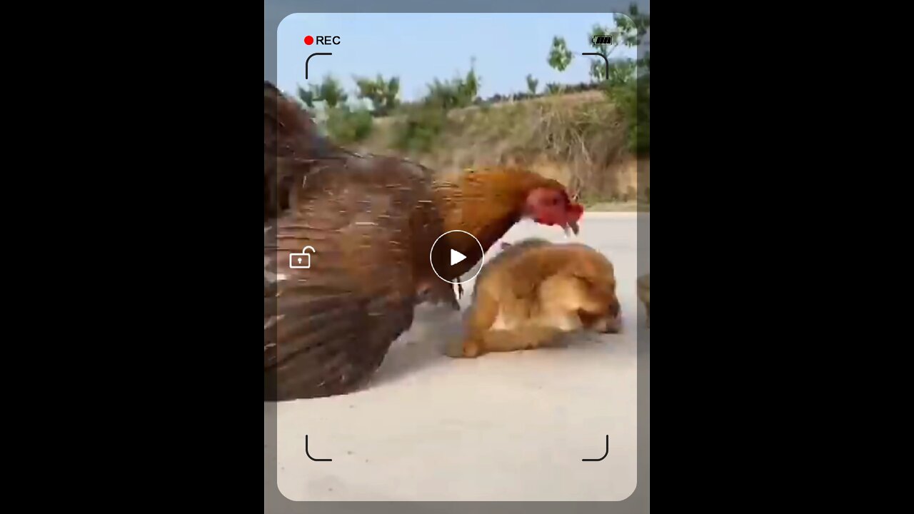 Chicken attacking Puppy for eating its egg
