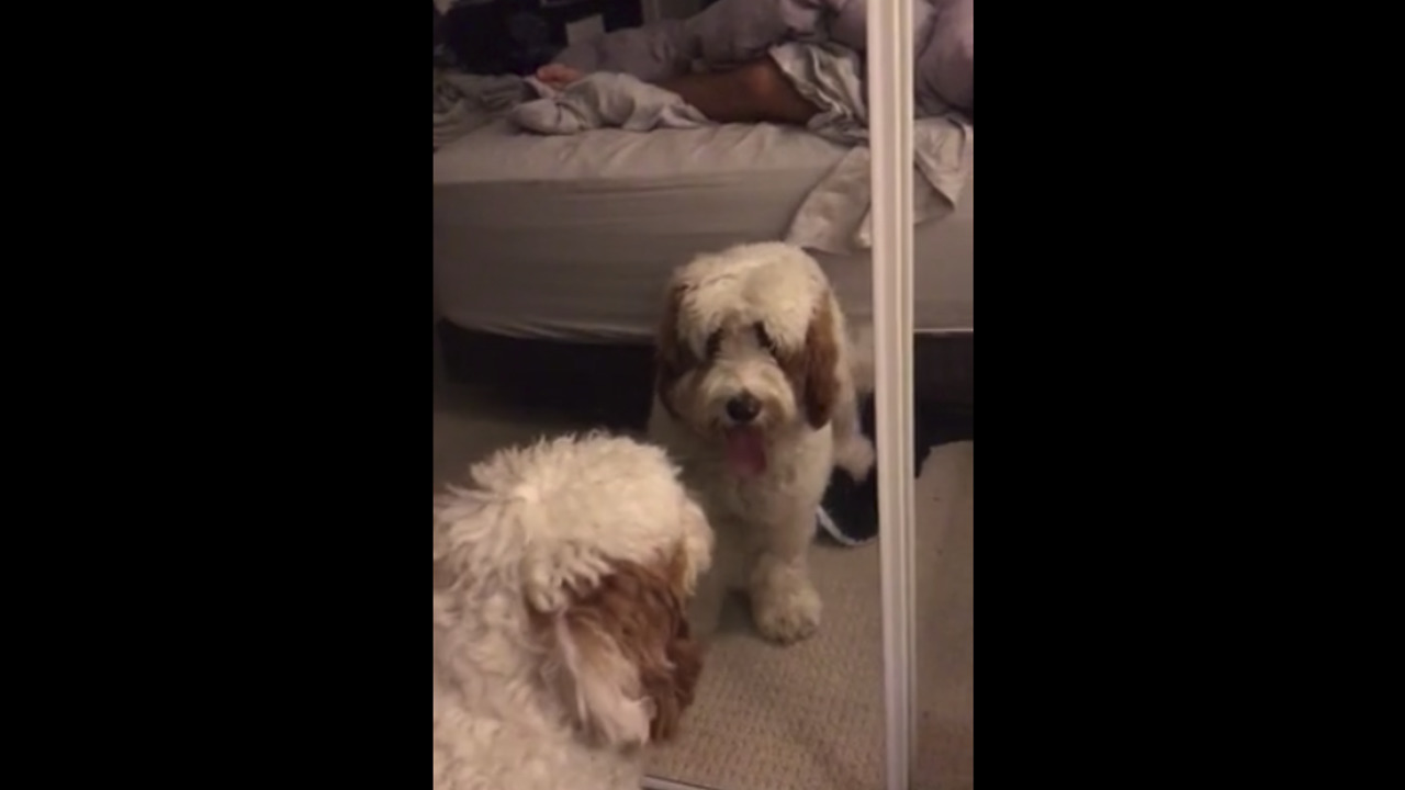 Dog furiously attempts to make contact with mirror reflection