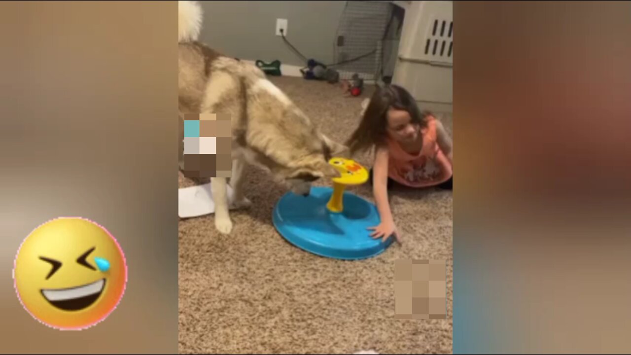 Dog playing dancing jumps around a toy