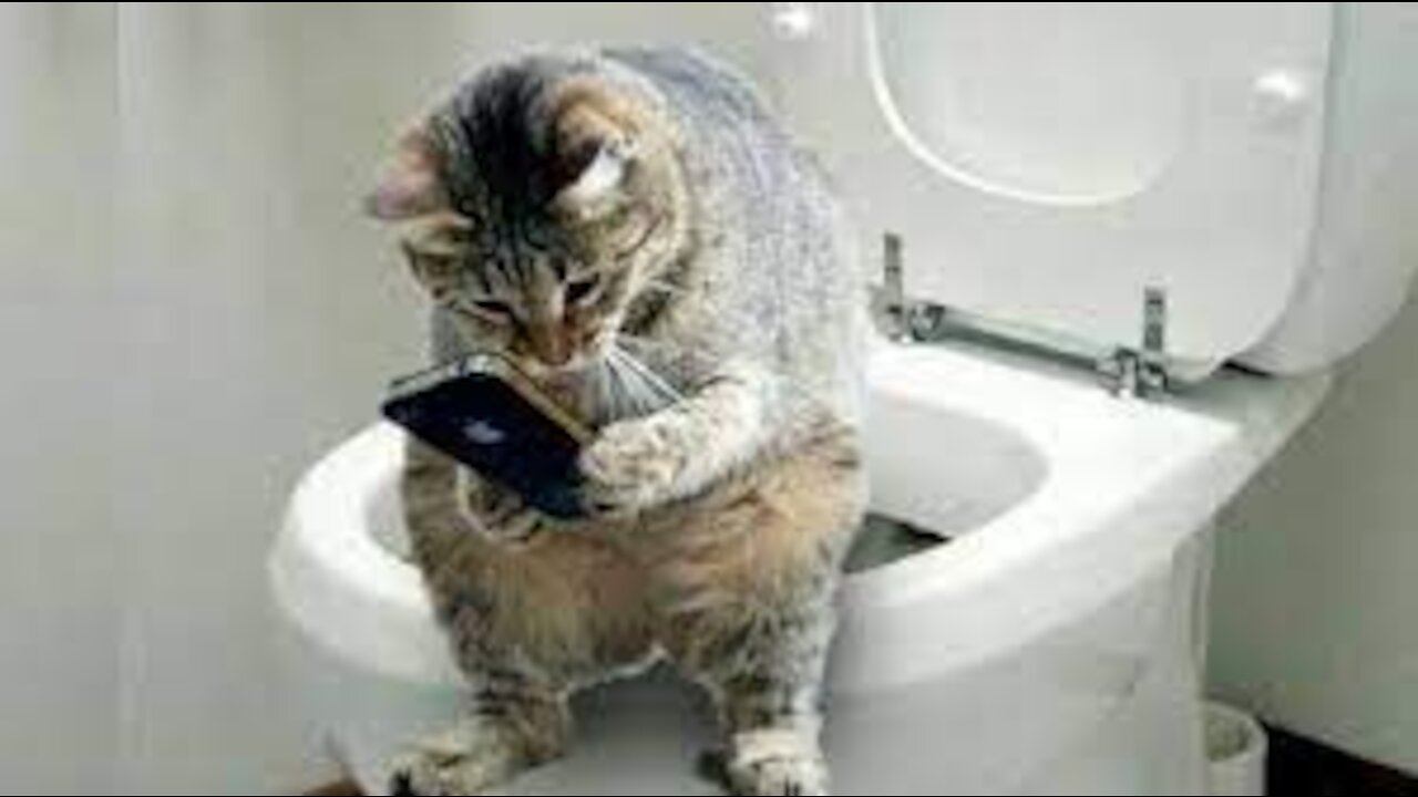 Amusing and Charming Cat's Life 👯😺 Cats and Proprietors are the most excellent companions Recordings