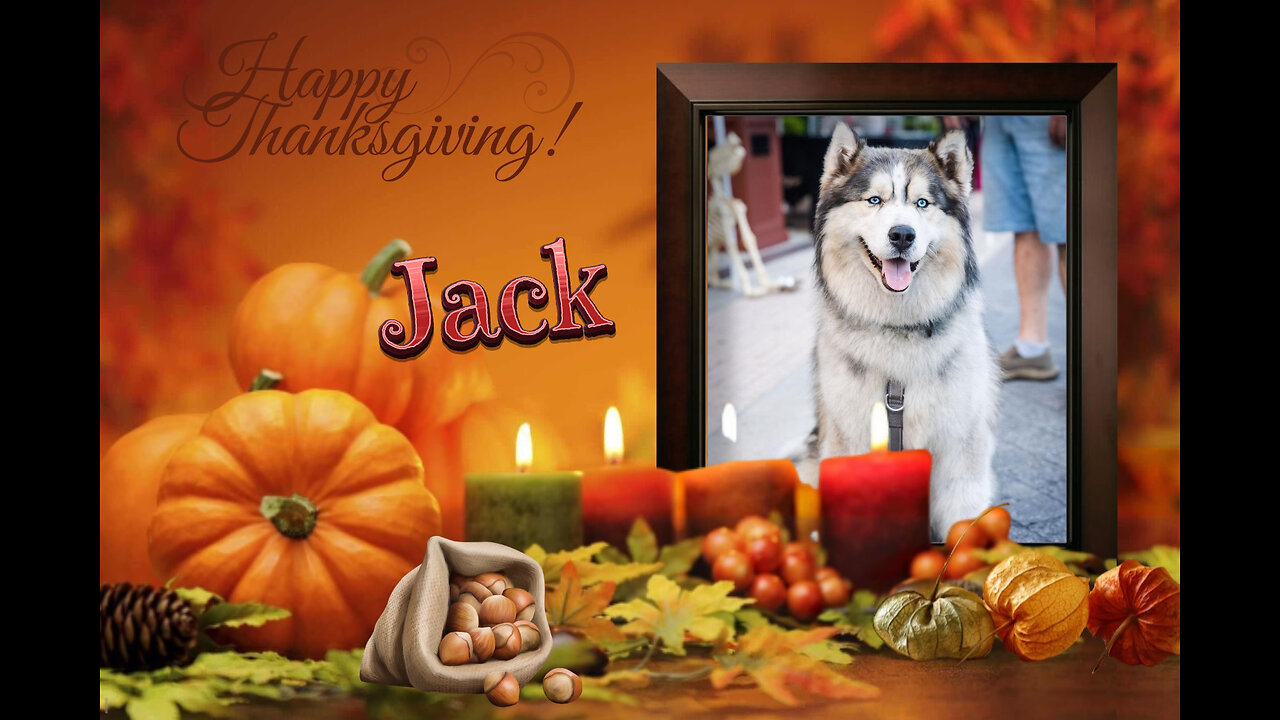 My Husky, My Best Friend - Thanksgiving 2023