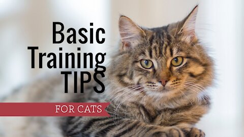 Basic Training for Cats