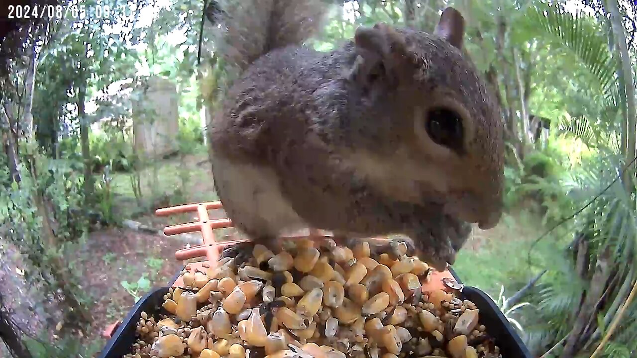 Camera Activated 🐦Wild Bird (and squirrel) Feeder from @BirdKissHello