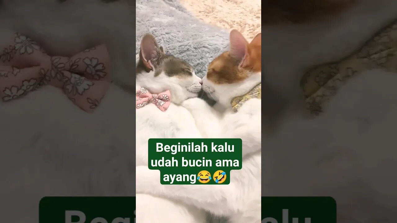 yang jomblo atur posisi😂 #shorts #catloversindonesia